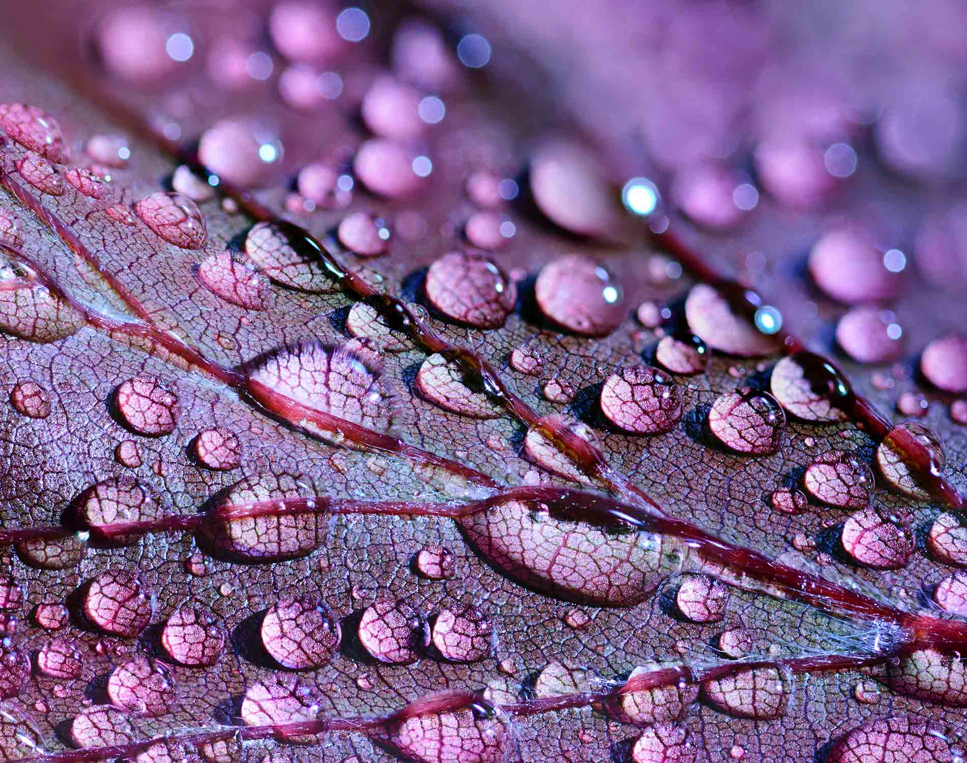 Alberta’s Superintendent of Insurance issues two interpretation